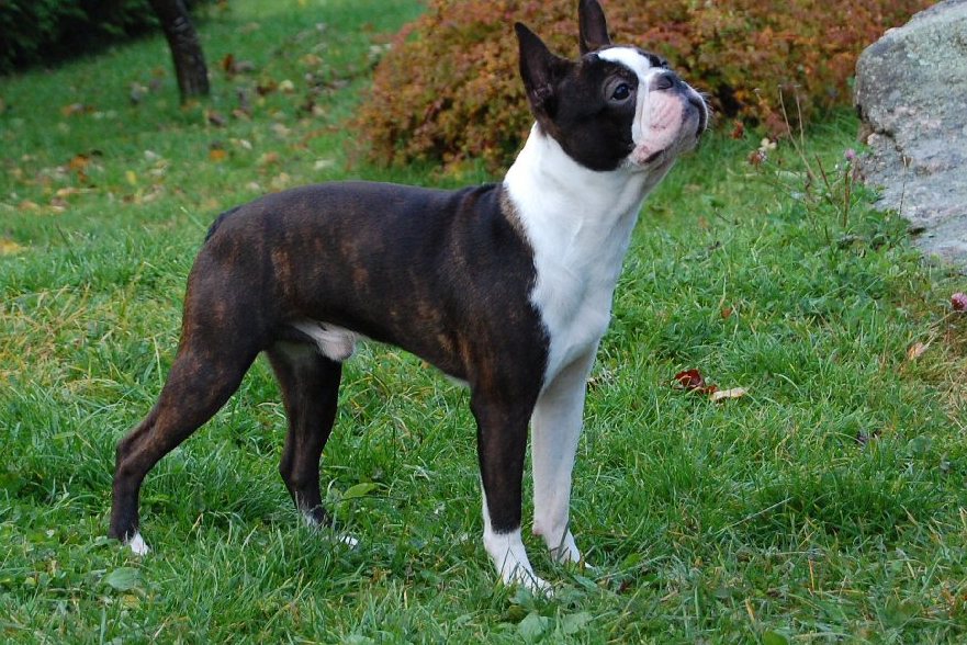 terrier de boston 12